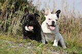 BOULEDOGUE FRANCAIS 654